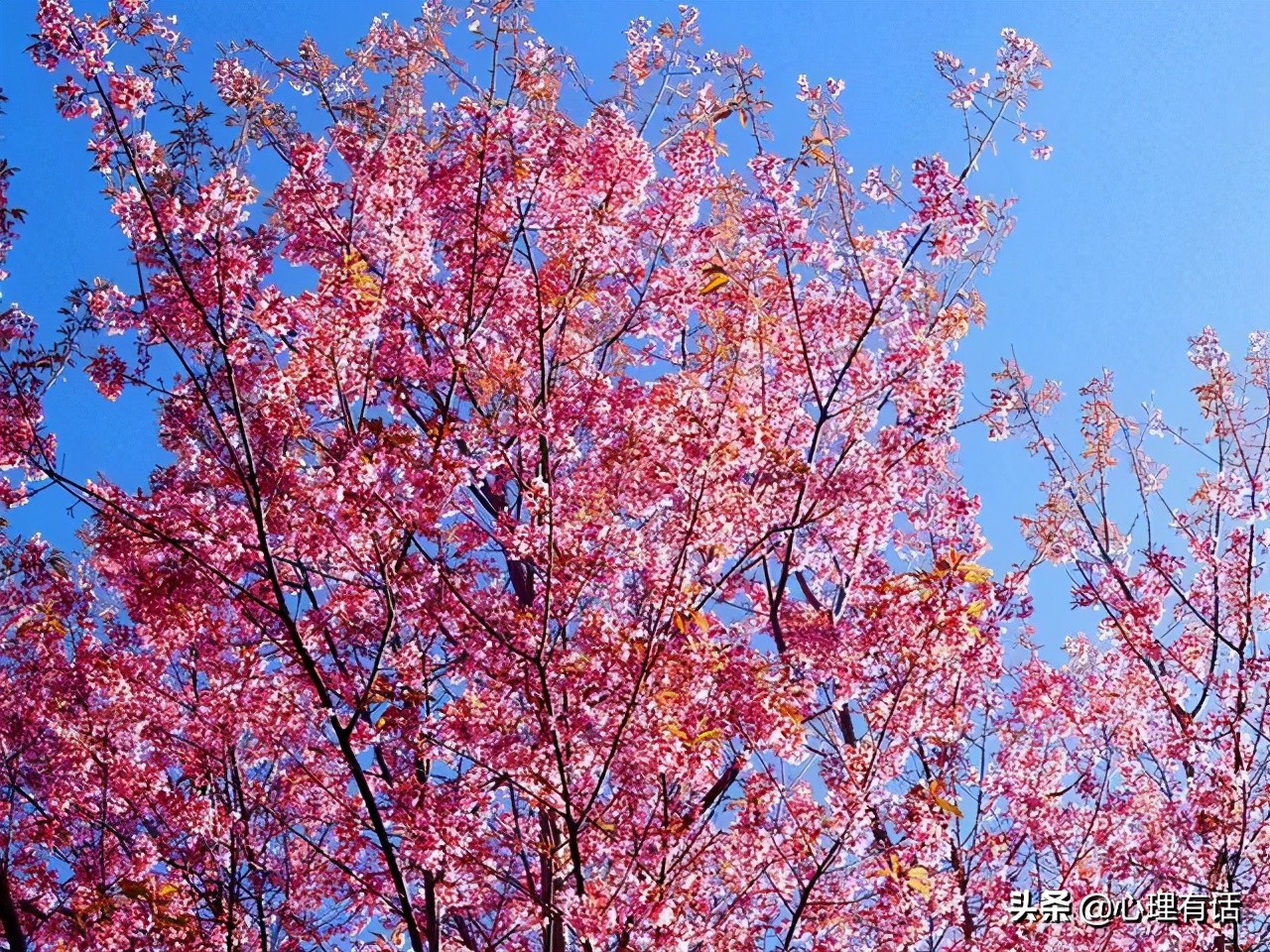 旧情割不断前缘可续的星座,未来三年旧情复燃的星座