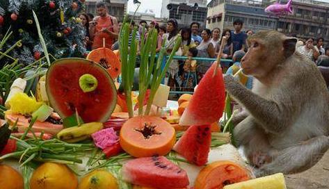 泰国一桌水果大餐,泰国数百只猴子无人喂食饥饿难耐
