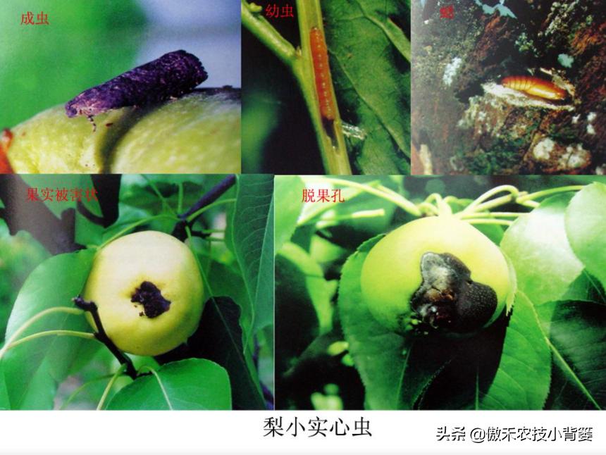 梨小食心虫防治最佳时间,梨小食心虫的为害症状