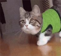 原来猫咪也会这样走路,原来猫咪平时都是踮着脚走路的