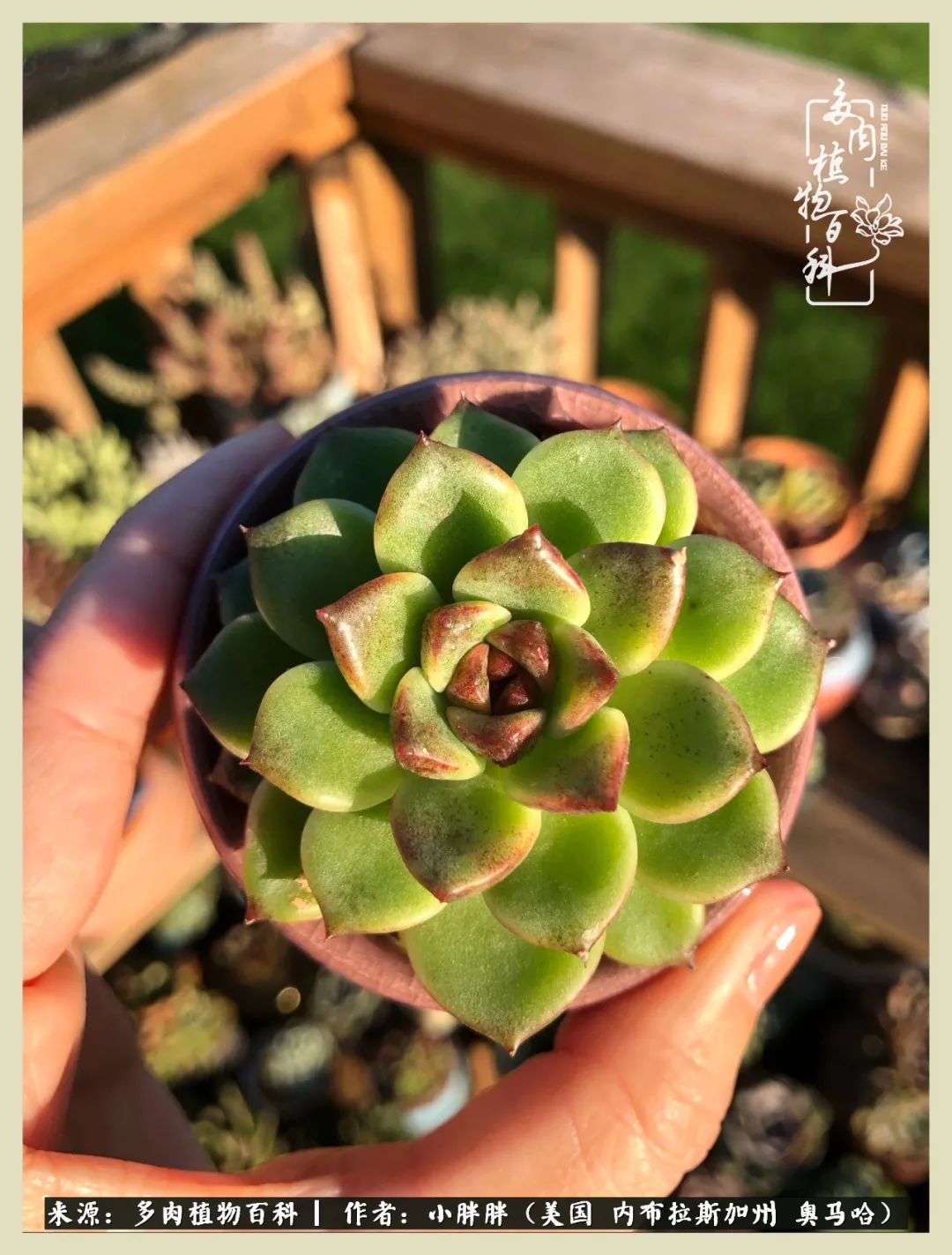 多肉小白入坑攻略,多肉小白2个月成功入坑