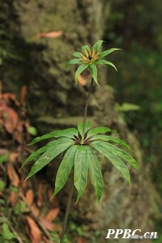 公认十大抗癌中草药,抗癌中药重楼的功效