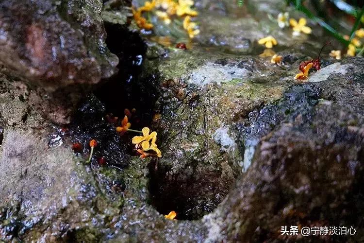 桂花是秋天的灵魂,桂花香是秋天的微醺感