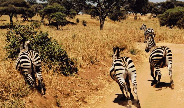 来不及办签证,哪些国家旅游签证比较容易出签