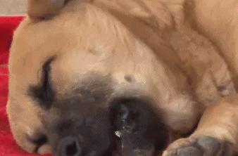 狗吃了毒香肠多久发作,狗误食毒香肠