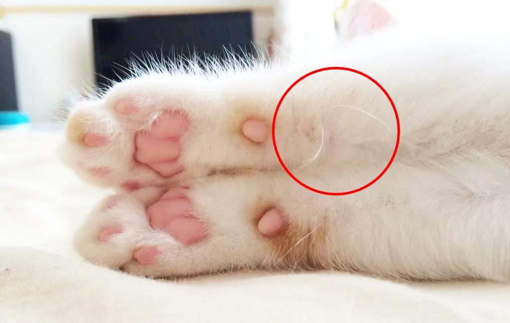 猫咪的胡须原来这么重要,猫咪胡须对猫有什么影响