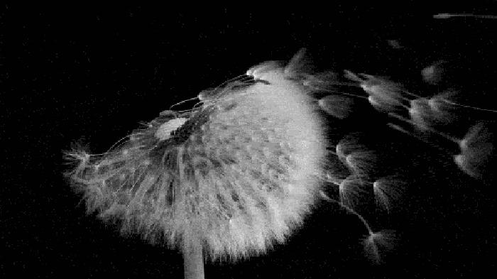 捕鸟树“杀鸟为乐”，忘记传播种子，被进化带偏的物种有多可怕？