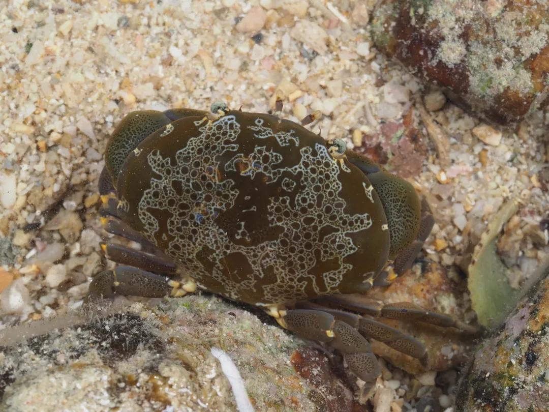 吃螃蟹会有寄生虫进入大脑吗,吃螃蟹会造成病毒感染吗