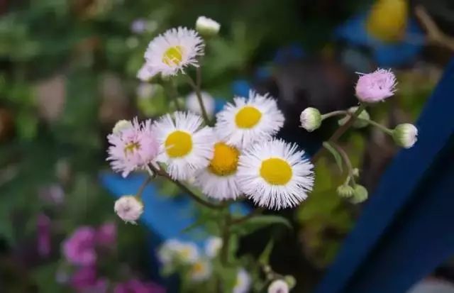 收藏植物的方法,收藏价值绿植