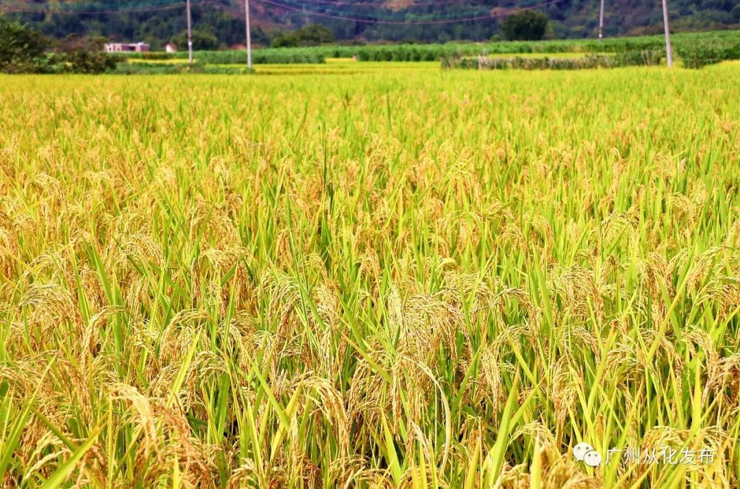 从化旅游景点排行榜前十名有哪些,广州从化旅游攻略必去十大景点