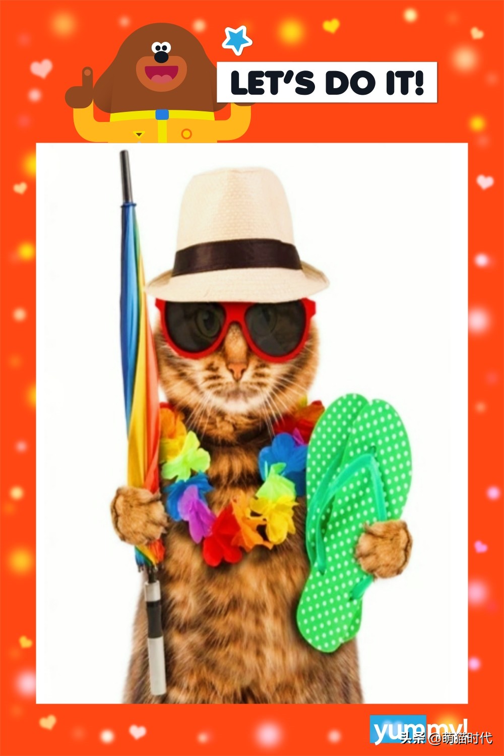 要回老家猫带不了怎么办,新猫回家和老猫相处的注意事项