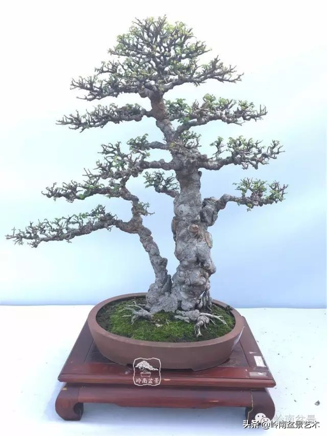 双干树,双干型果树