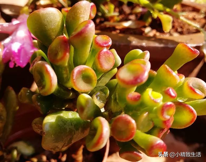 易出老桩的多肉植物,多肉这种花的真名叫什么