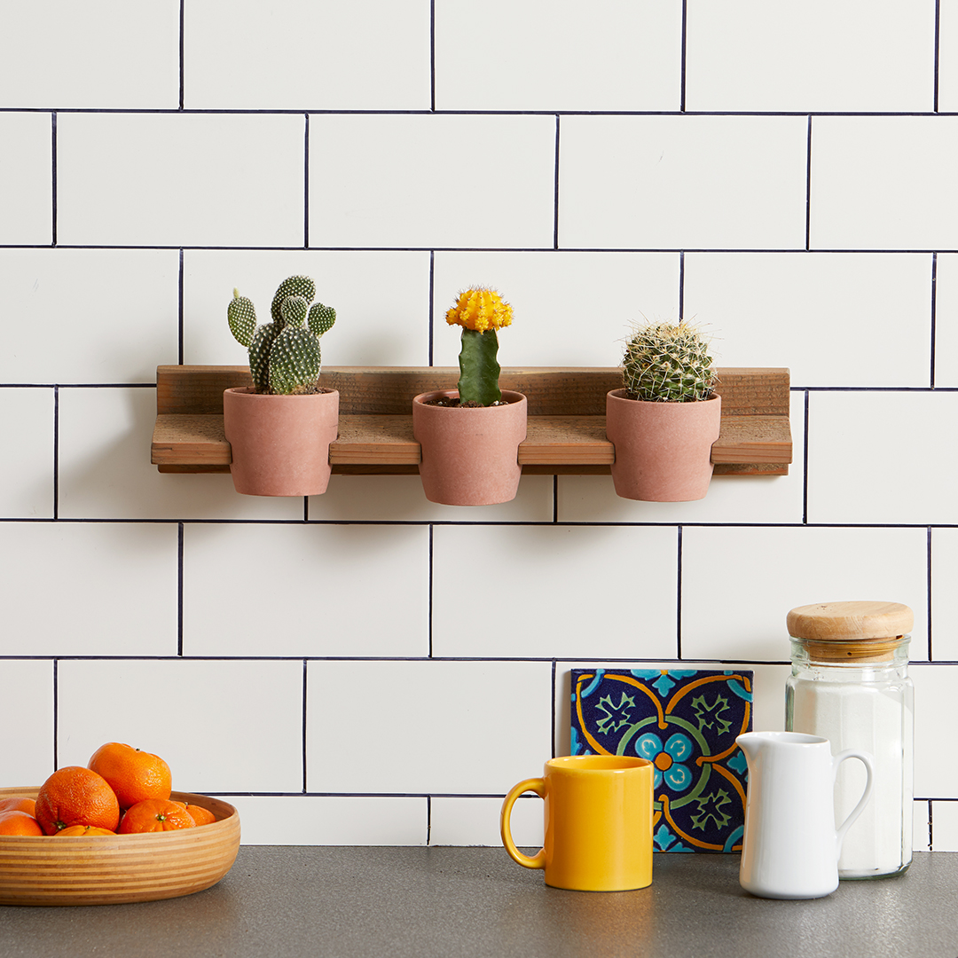 悬挂植物,好看独特的植物装饰