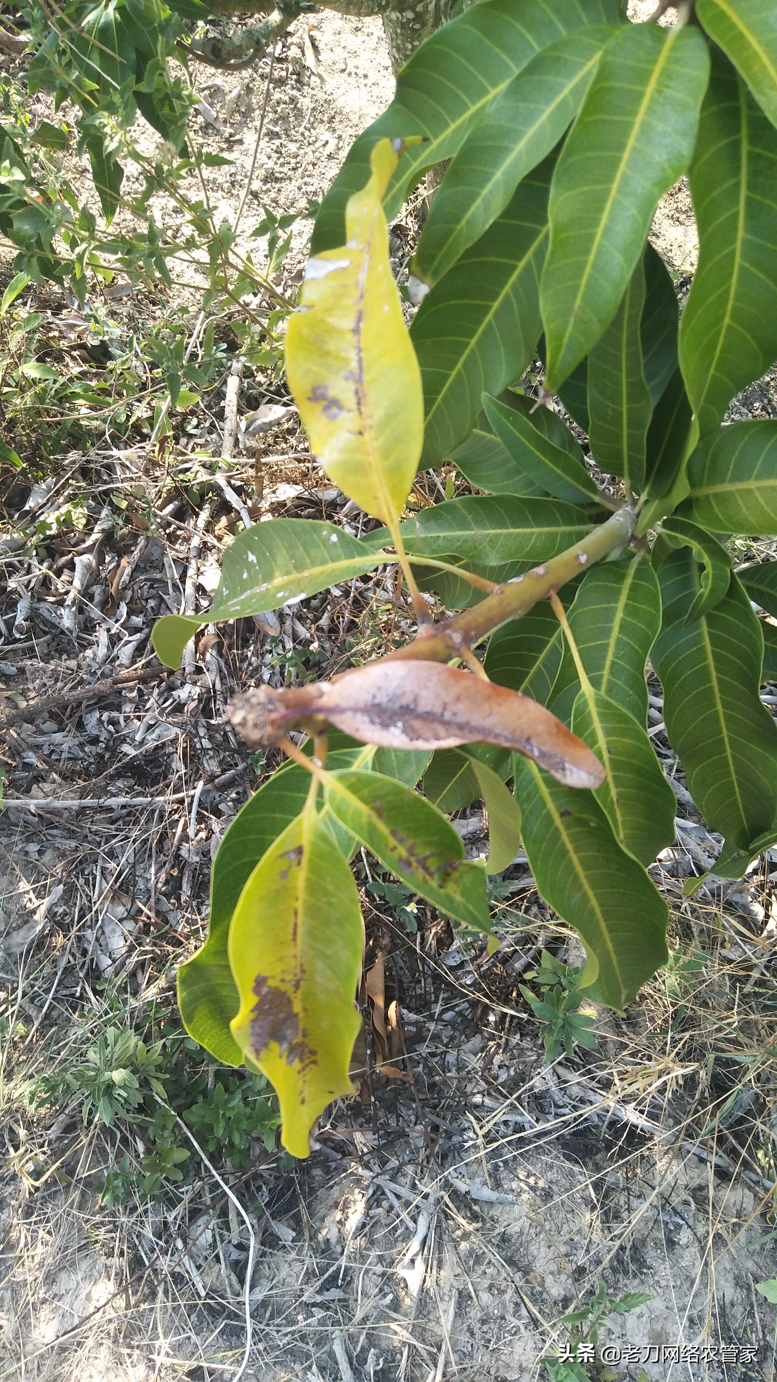 芒果炭疽病用什么杀菌剂效果好,芒果树叶炭疽病的症状及表现