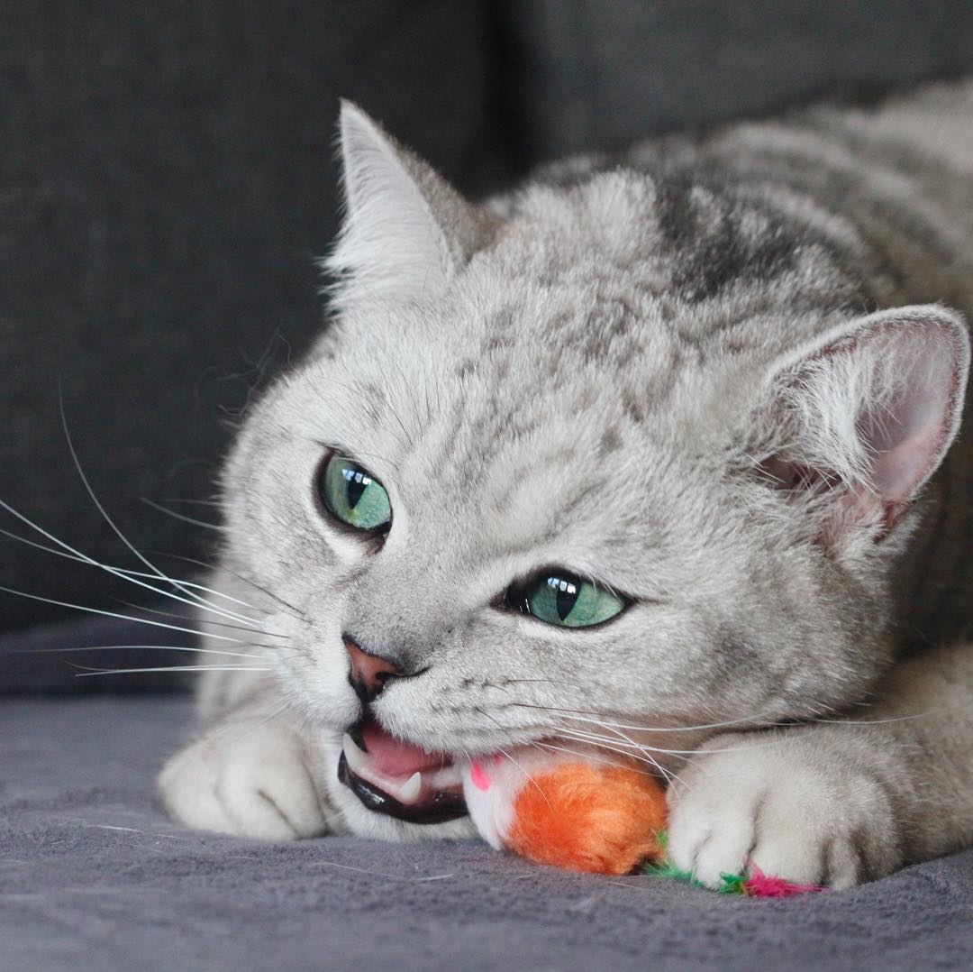 猫咪胆小怕应激怎么锻炼带它出门,怎么改善猫咪胆小的性格