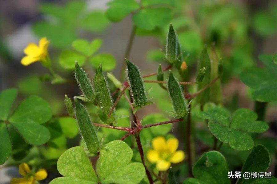 三叶草怎样拍摄,三叶草拍摄教程