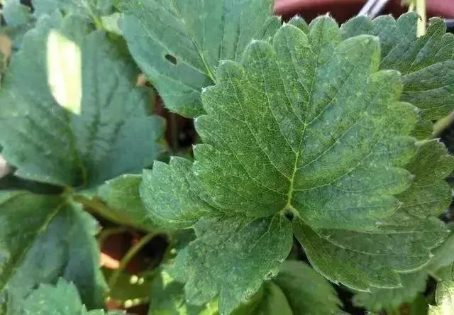 草莓红蜘蛛消灭妙招视频,草莓红蜘蛛如何预防多久打一次药