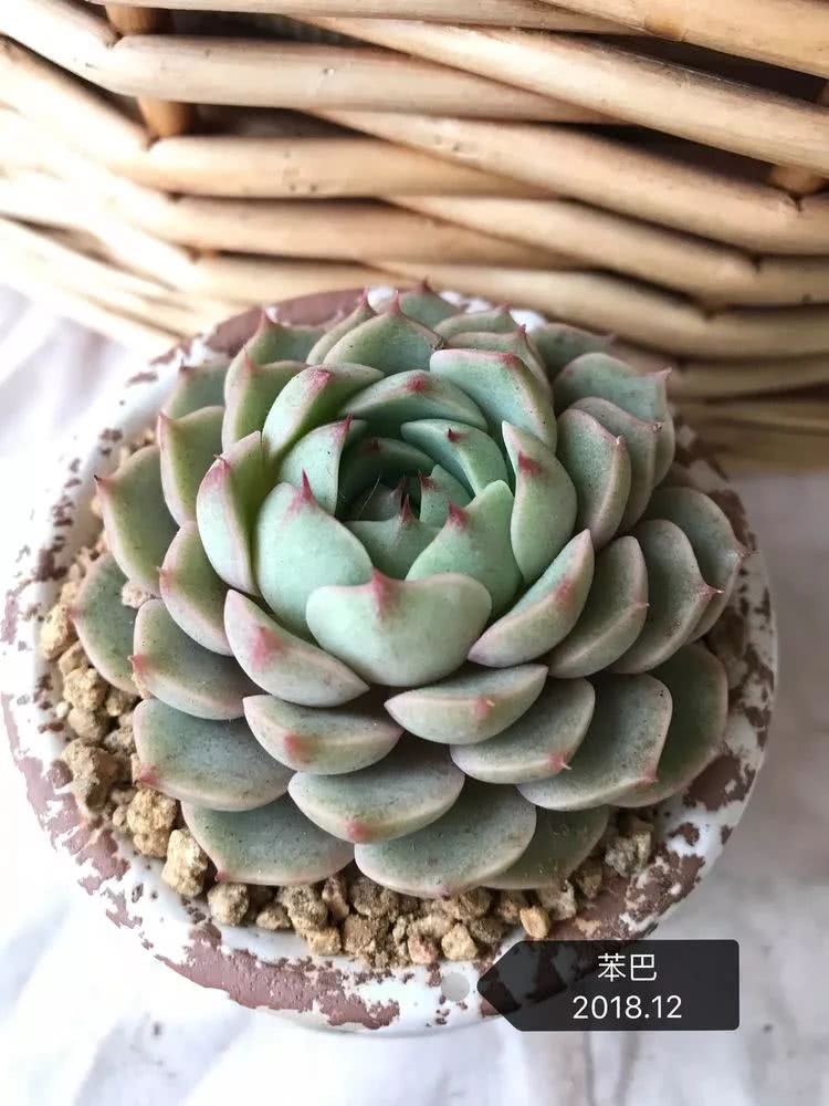 多肉名字怎么记,多肉的品种图片及名字寓意