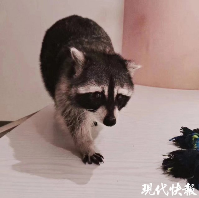 宠物飞鼠该怎么养好,可爱的飞鼠饲养要哪些东西