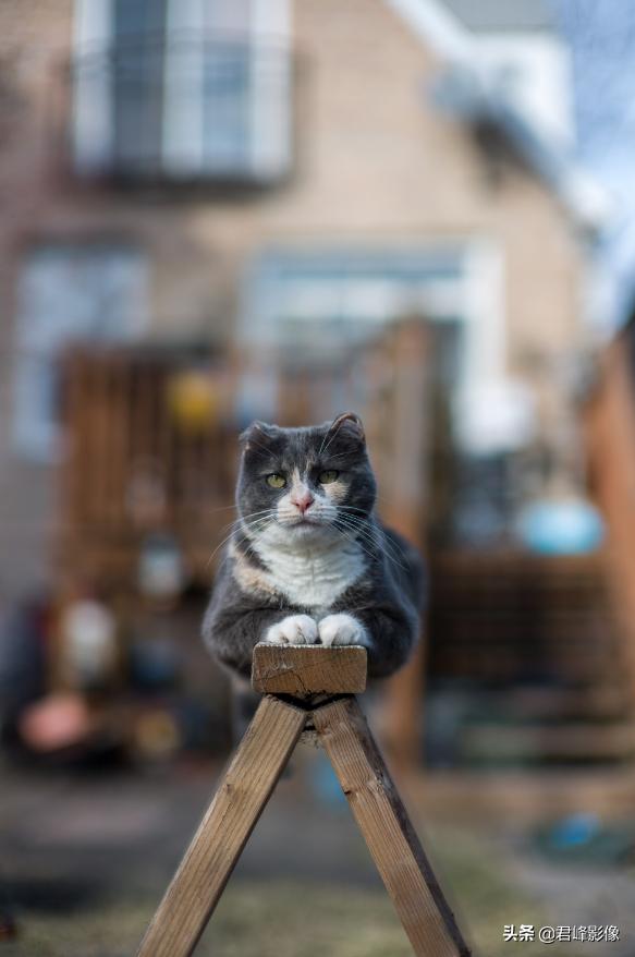 徕卡m相机哪个最好,徕卡m系列最好的相机