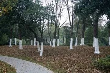 园林树木养护管理的主要措施,园林树木整修修剪的注意事项