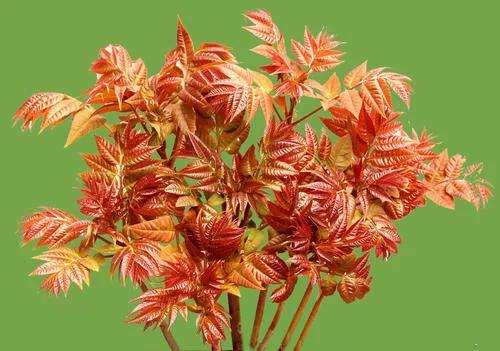 椿芽食谱,野菜椿芽的做法大全