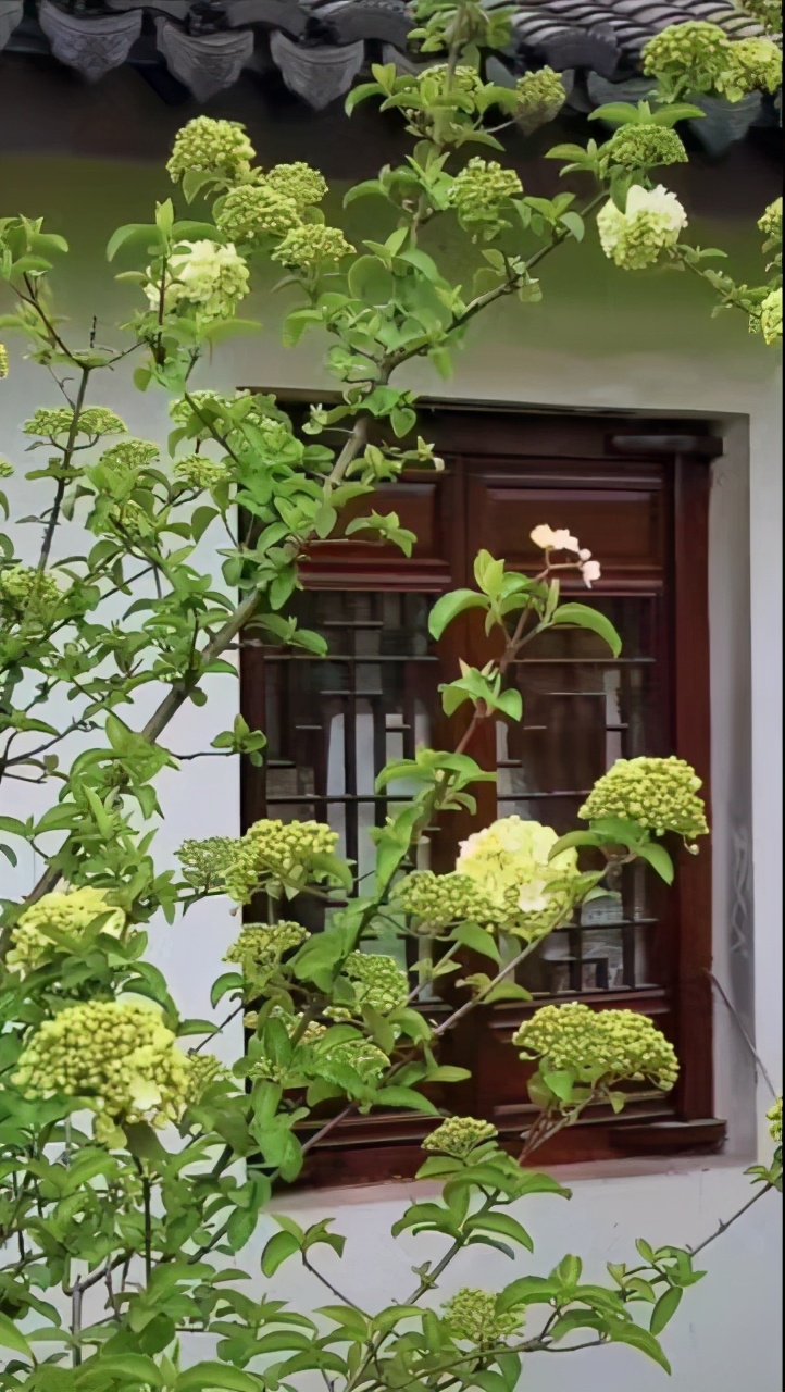 典故诗话258食蔗从梢佳境渐入