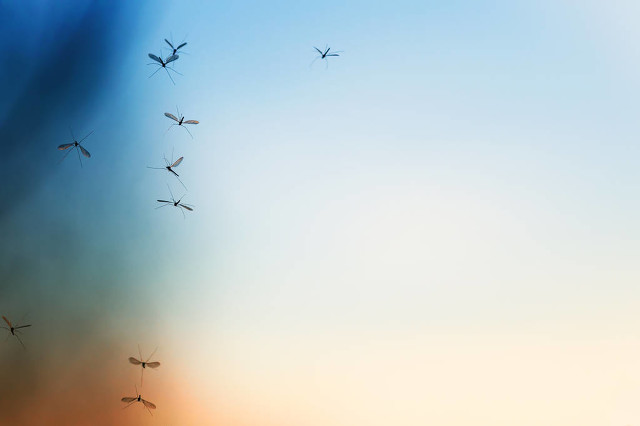 伊蚊是什么蚊子,伊蚊是哪个地区的蚊子