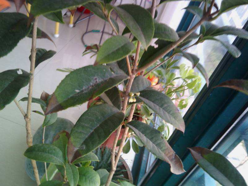 盆栽桂花怎么挽救,盆栽桂花落叶怎么补救视频