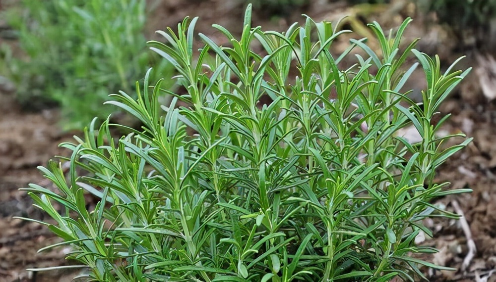 常见花卉养殖总汇,各种花卉植物养殖方法??