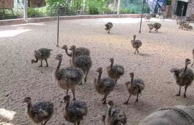 鸵鸟养殖百亿产业,一个蛋卖20元