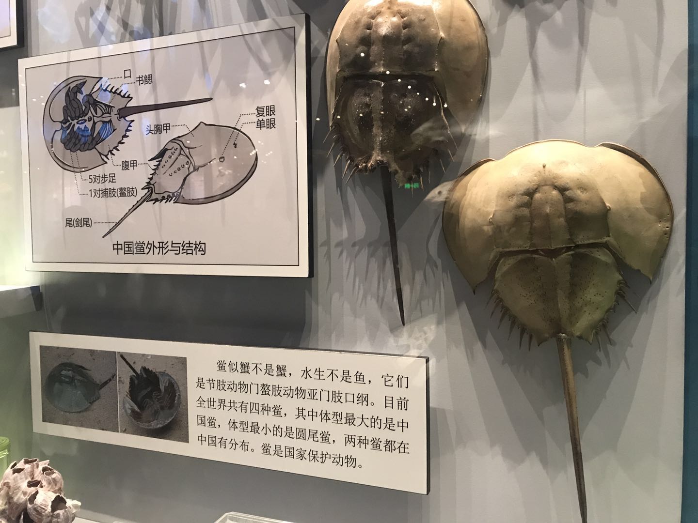 海洋博物馆带孩子游玩攻略,国家海洋博物馆最全攻略来了