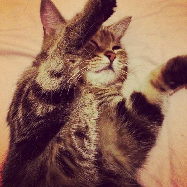 运输猫咪回家,猫咪坐5-6小时长途车回老家