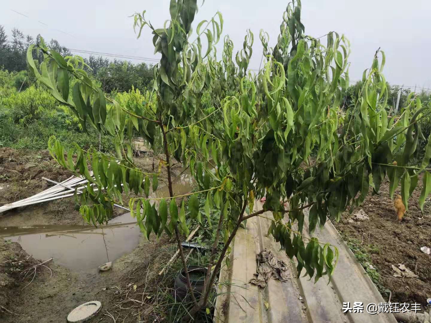 台风利奇马被水淹,利奇马台风水淹几米