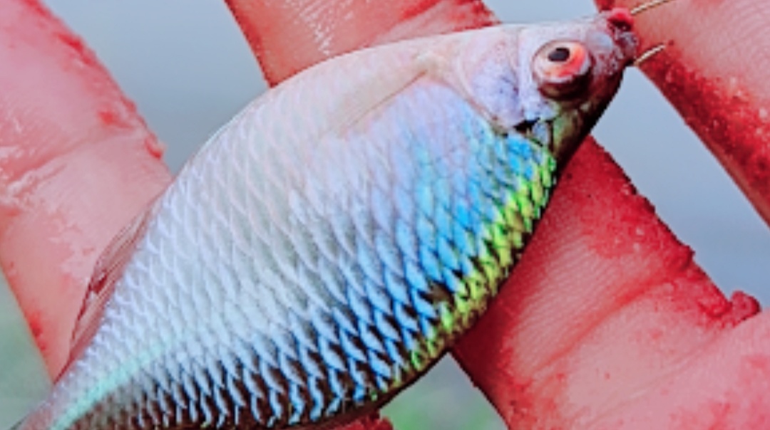 冬天钓鱼闹窝怎么解决,钓鱼躲避闹窝技巧