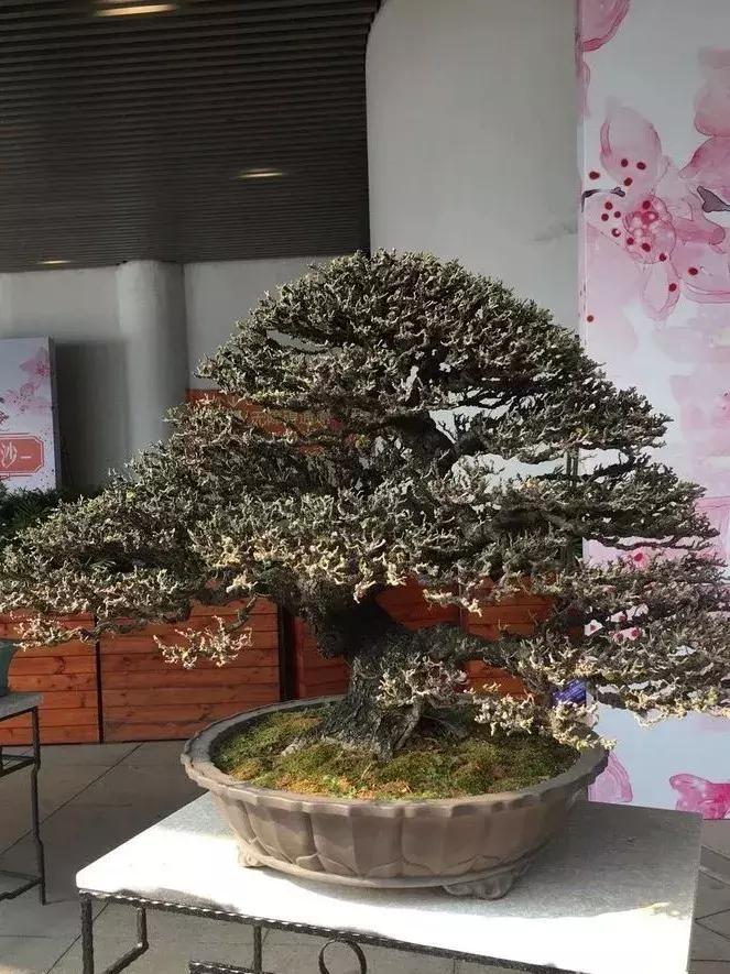 最值得收藏的六种盆景树种是哪种,常见的盆景树种有哪些