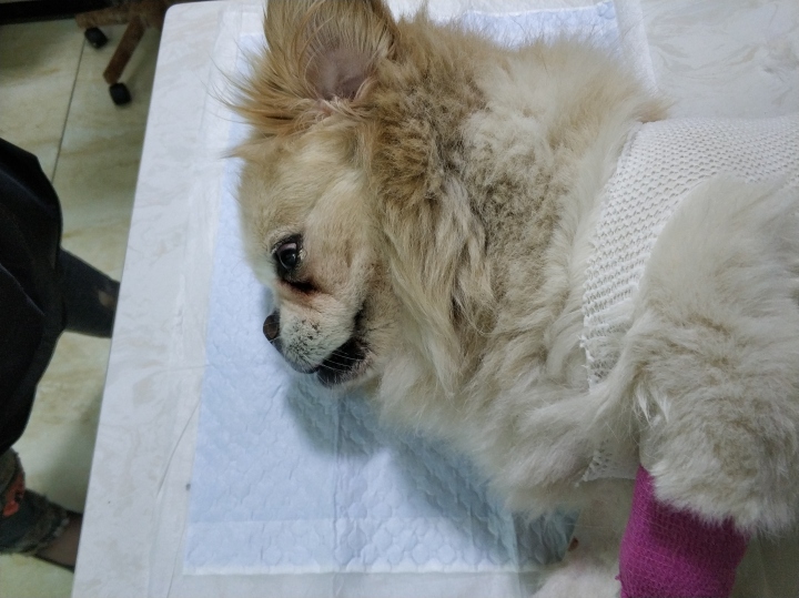 公猫膀胱结石手术,公犬尿道结石手术