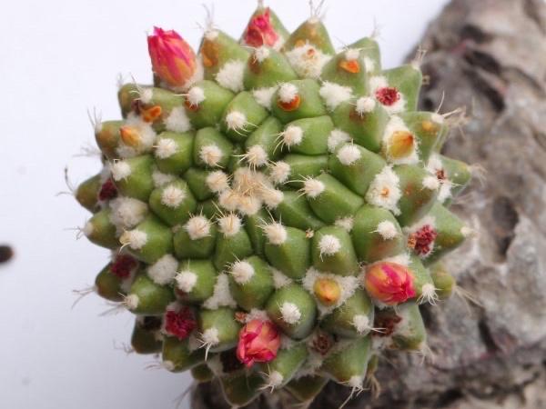 春季开花的仙人球迎春，夏季也很美，一簇簇绒毛就像雪花一样漂亮