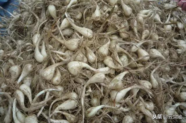 种植藠头一亩利润是多少钱,藠头种植间距多少厘米