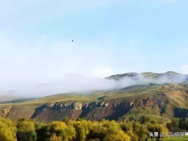 伊犁可克达拉草原,伊犁草原之旅