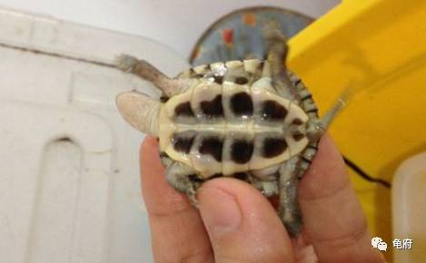 鉴赏花草模板,小青苗照片