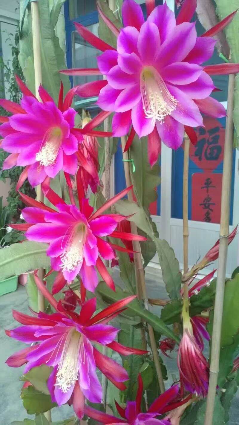 冬季供暖干燥养什么花,冬季严寒的花怎么养