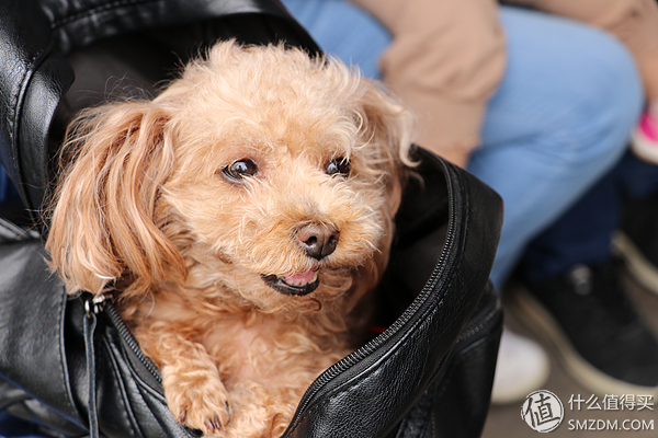 第三者责任险远不止机动车辆！铲屎官、熊孩爸妈也要注意了！