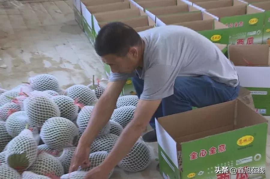 孟津县送庄镇西瓜采摘节,孟津县送庄镇袖珍西瓜