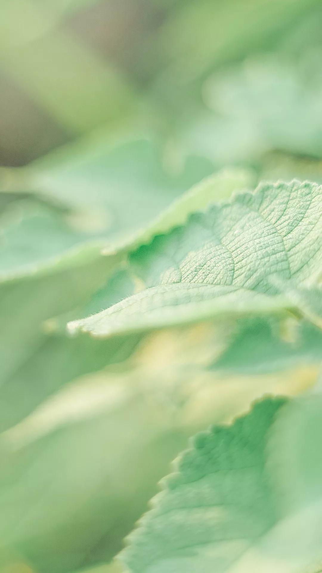 什么颜色的壁纸保护眼睛,保护眼睛的绿色壁纸唯美高清