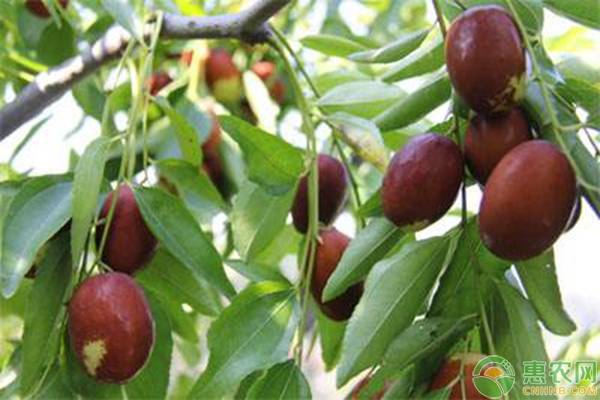 枣果树病虫害防治,红枣病虫害春季防治信息