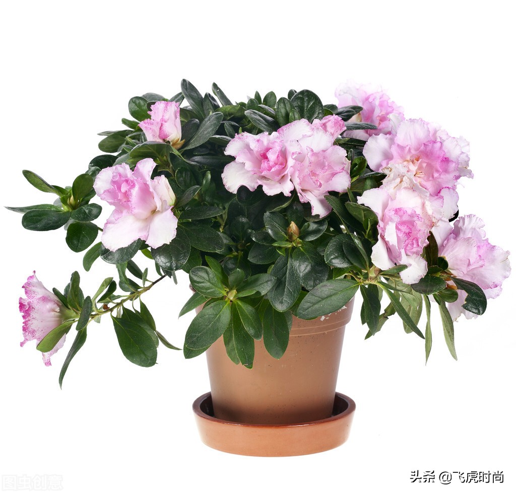 怎样才能把杜鹃花养好,养好杜鹃花有哪些注意事项