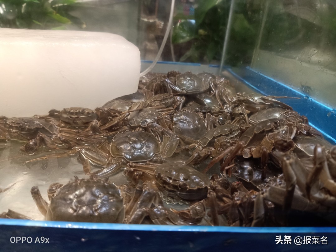 螃蟹虾扇贝,海鲜自助螃蟹和大扇贝