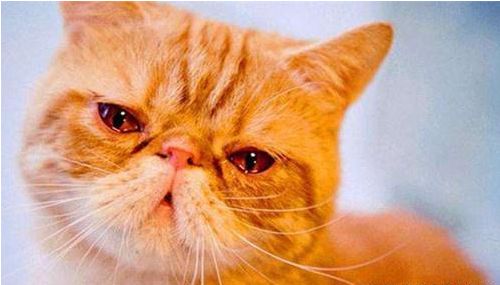 猫咪眼屎黄粘稠怎么回事,猫咪流眼屎用什么眼药水